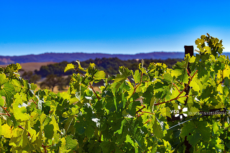 美丽的绿色葡萄藤在葡萄酒之乡俯瞰紫色的山图片素材