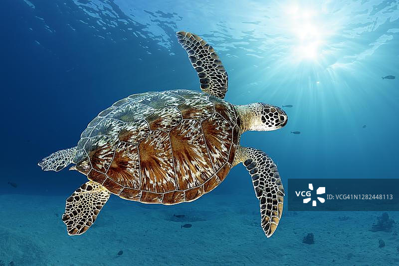 绿海龟(Chelonia mydas)或绿海龟，游泳背光在沙底，安达曼海，穆科斯米兰国家公园，斯米兰群岛，泰国攀牙省图片素材