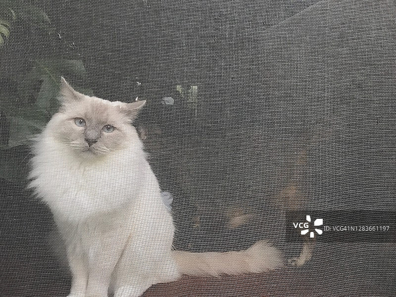 一幅有趣的白猫肖像透过纱门往外看图片素材