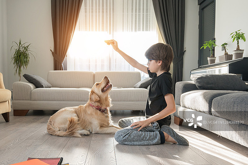 快乐的金毛猎犬在家里和他的主人玩耍。图片素材