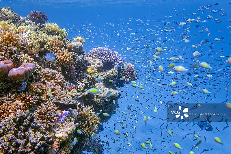 埃及-拉哈米湾-马萨阿拉姆-红海，色彩斑斓的珊瑚礁上有许多小型热带草绿色鱼图片素材