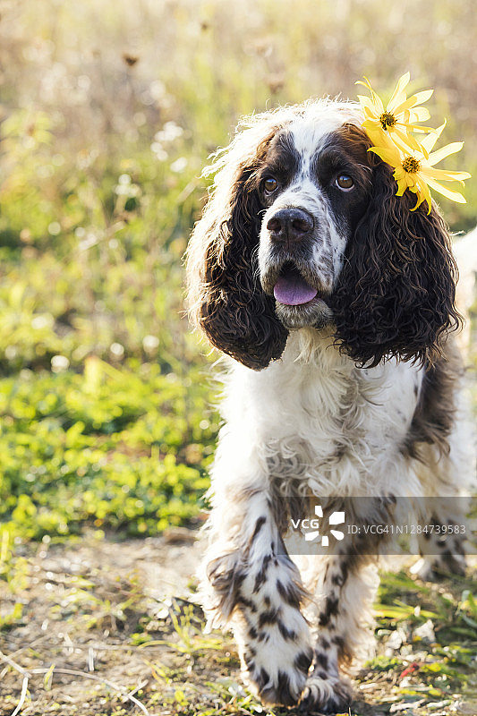 在阳光明媚的日子里，公园里开着黄花的西班牙猎犬图片素材
