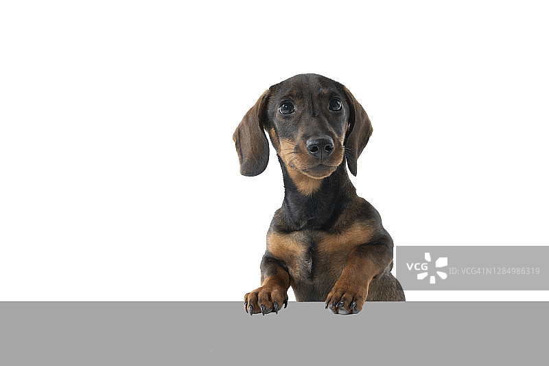 一个双色的黑色和棕褐色铁丝毛腊肠狗孤立在白色的背景与灰色的地下图片素材