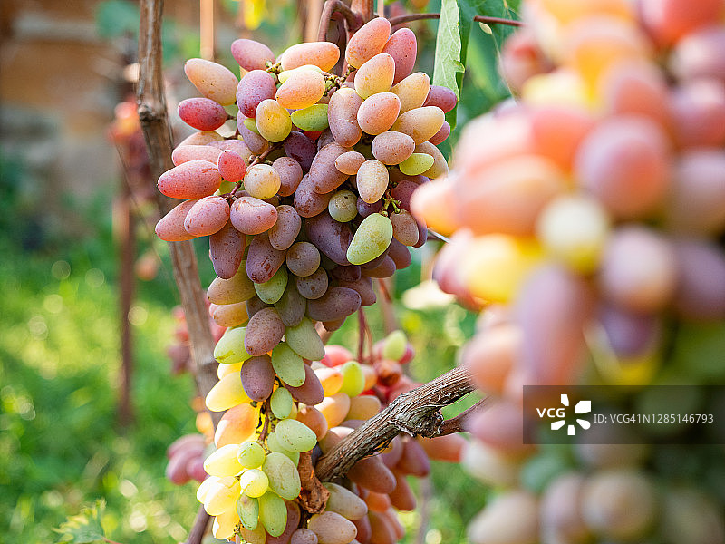 一串串五颜六色的葡萄挂在葡萄藤上图片素材