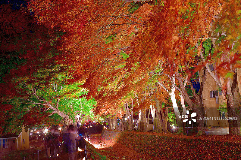 照亮秋叶颜色的富士川口子，山梨县图片素材