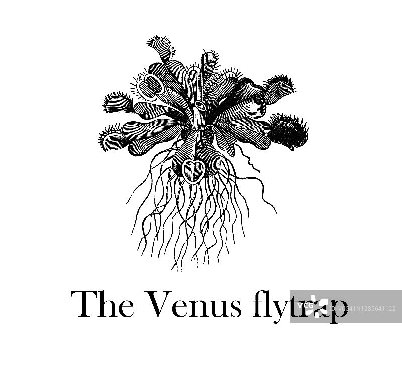 捕蝇草(Dionaea muscipula)的古老雕刻插图图片素材