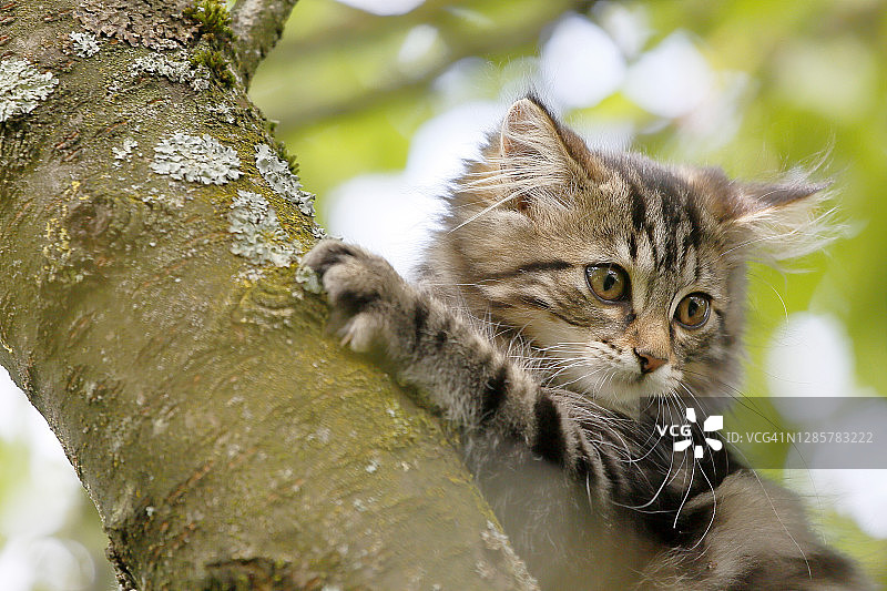 近距离观察树上几个月大的缅因猫图片素材