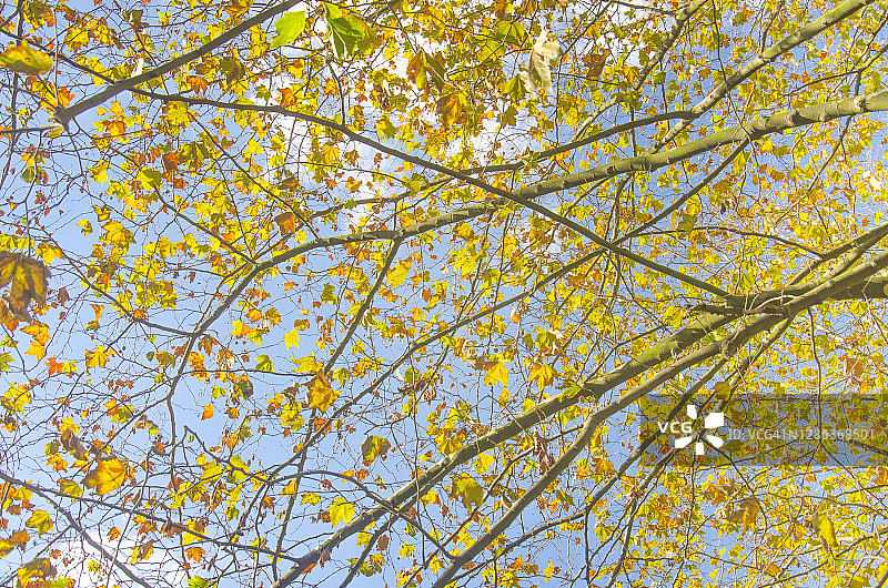 秋梧桐树和落叶图片素材