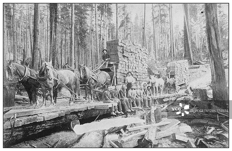 美国的古董黑白照片:在森林里图片素材