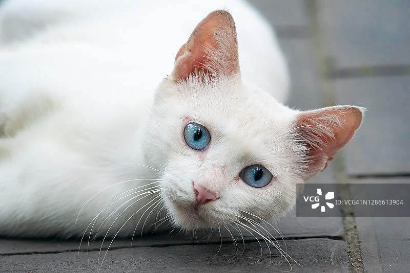 白色的猫与蓝色的眼睛肖像图片素材