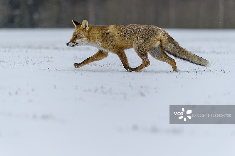 赤狐，赤狐，冬天图片素材