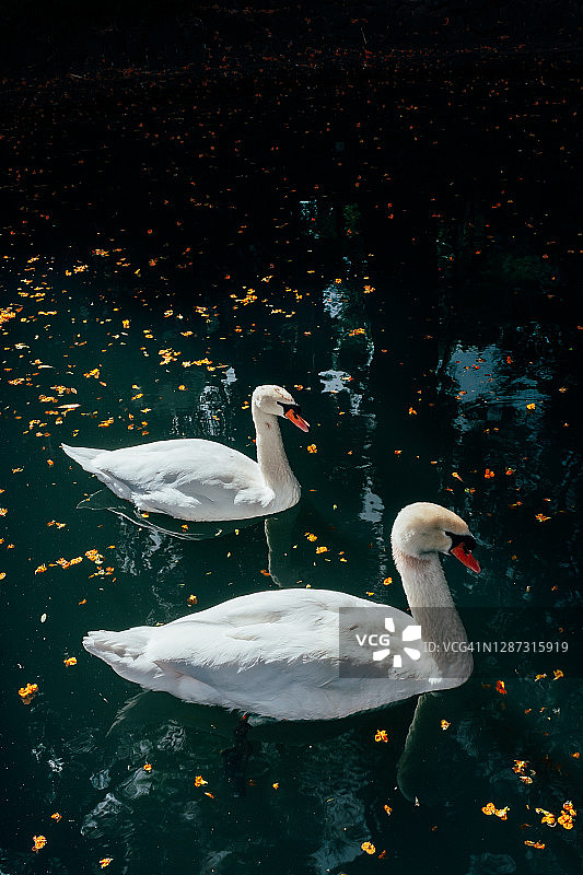 两只白天鹅在湖里游泳图片素材