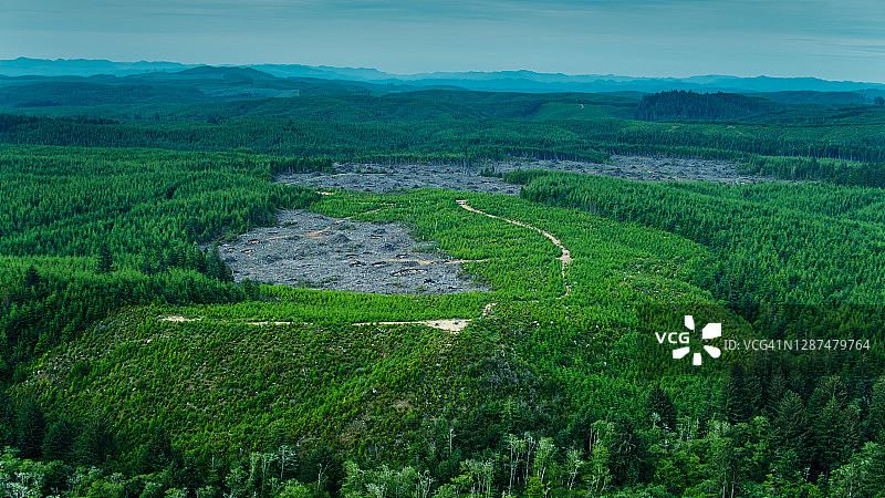 俄勒冈州被砍伐森林的新生长图片素材