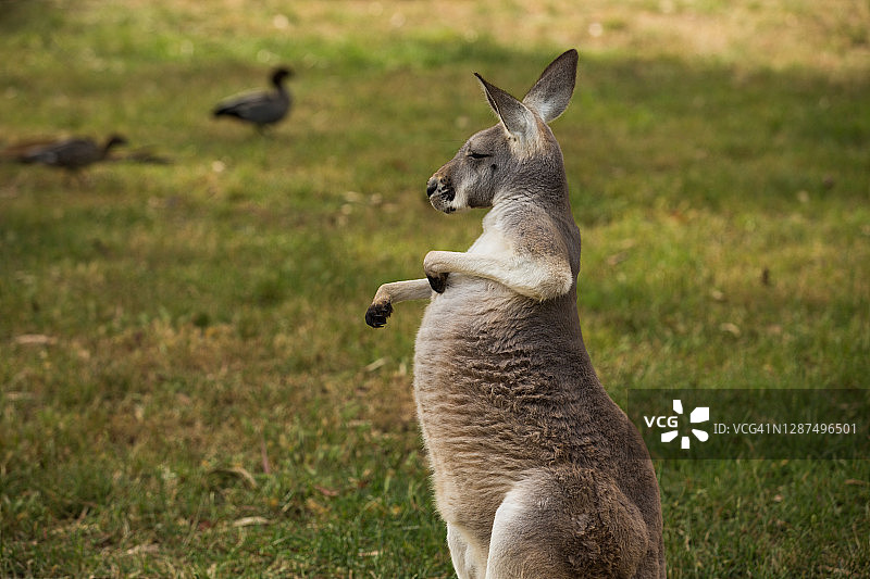 一只袋鼠站在澳大利亚的田野里图片素材