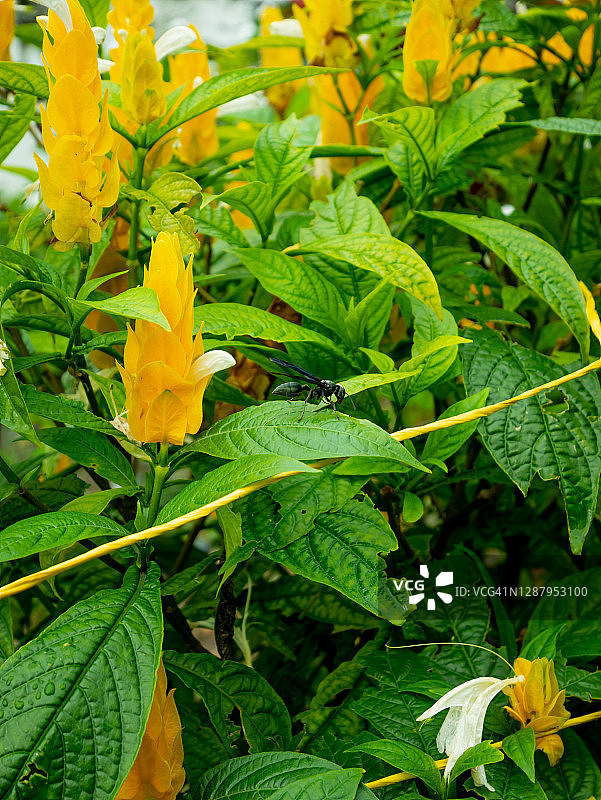 一种长在棒棒糖植物/金虾植物上的黑大黄蜂，植株形状为黄色玉米芯图片素材