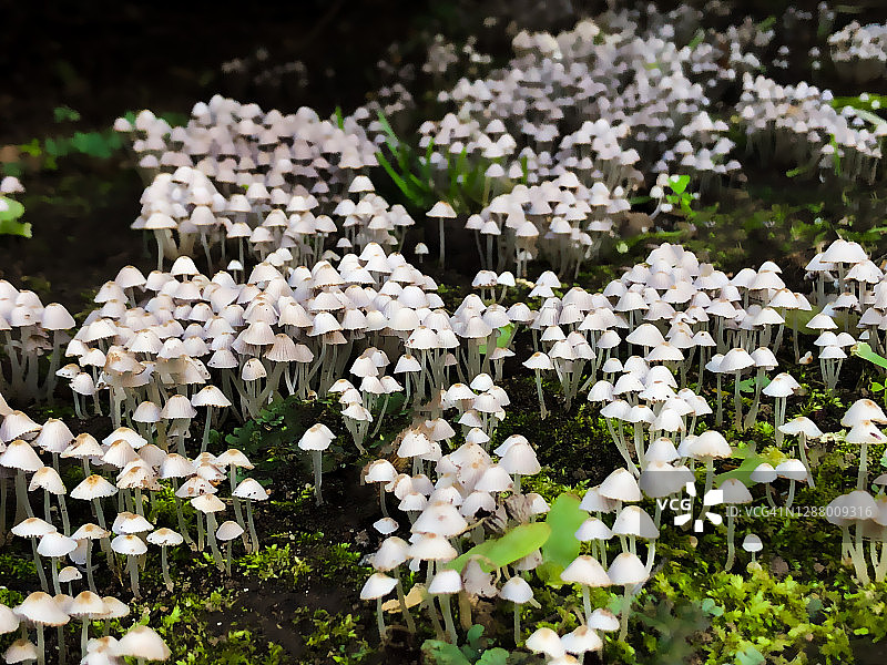 一簇簇小小的白色野生蘑菇图片素材
