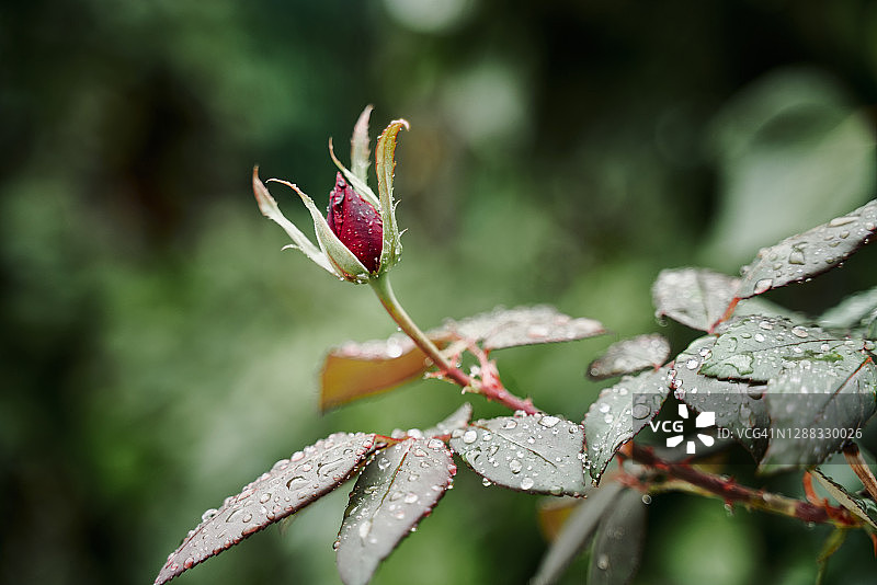 特写的一个芽的红玫瑰在绿色的花园在绿色的背景。玫瑰周围有许多叶子，上面有一些水珠，显示出它的新鲜。水平的照片。图片素材
