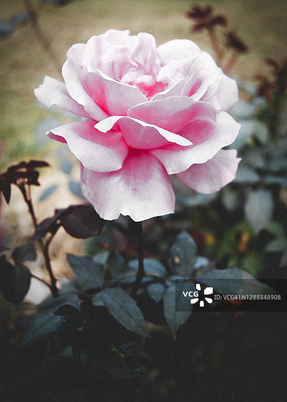 粉红玫瑰花园图片素材
