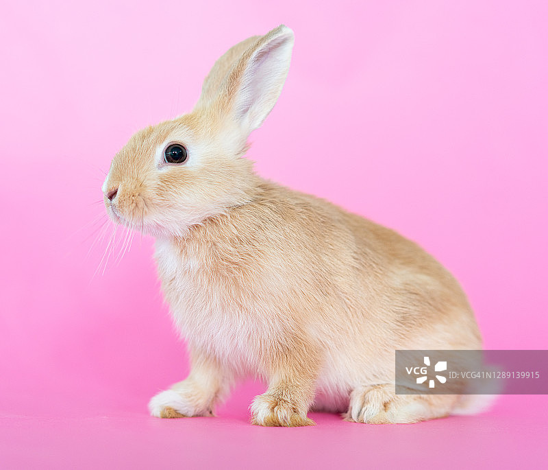 可爱的兔子宝宝在粉红色的背景图片素材