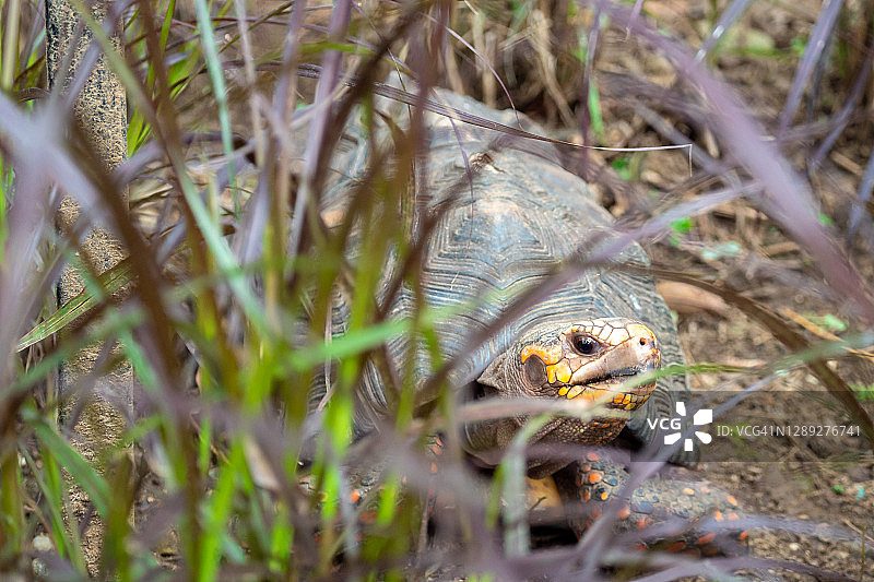 红足龟(红足龟):一种来自南美北部的在绿色和紫色草丛中行走的物种图片素材