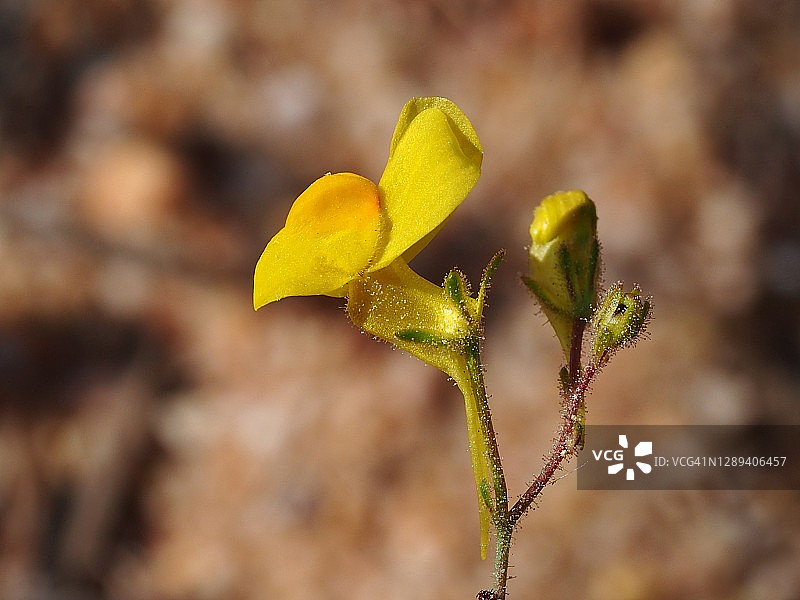 野花(Linaria oblongifolia)图片素材