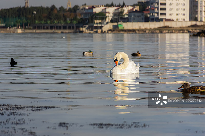白天鹅在海里游泳。美丽的鸟儿来到塞瓦斯托波尔过冬。图片素材