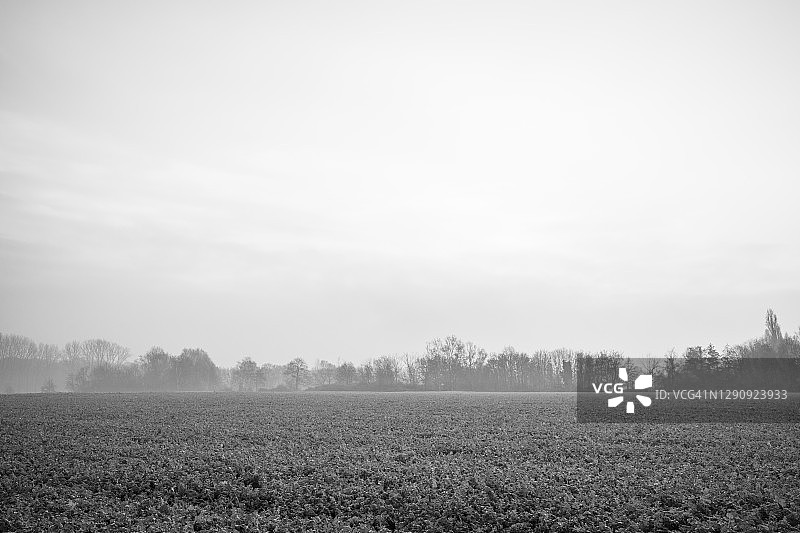 阴沉的黑白色调，早晨，宁静的剪影草地和农田覆盖霜在农村Düsseldorf，德国梅尔布希冬季。图片素材