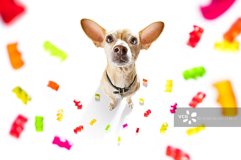 狗吃糖果或嚼泡泡糖图片素材