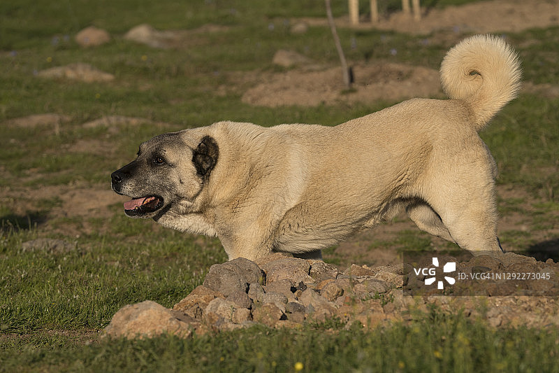 成年康加尔牧羊犬行走的近景图片素材