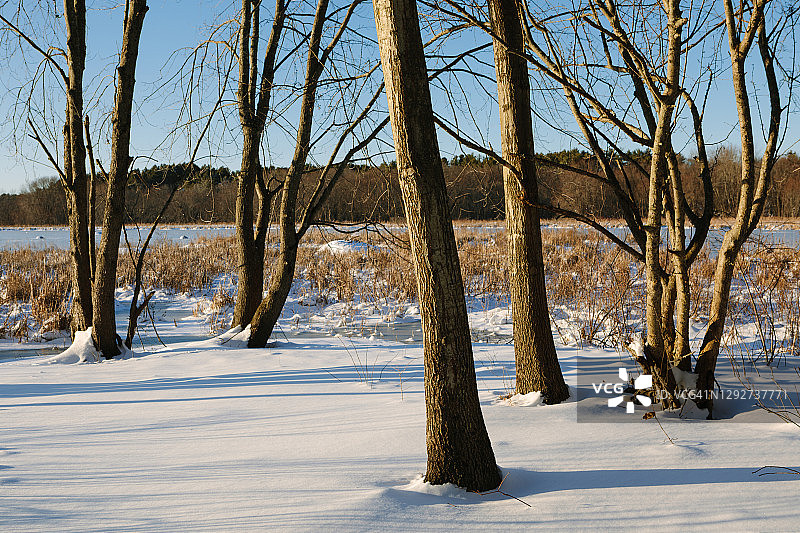 雪灾后沼泽旁的一组树图片素材