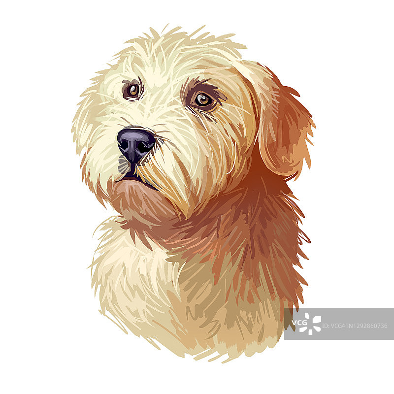格伦的Imaal梗犬品种数字艺术插图孤立的白色。流行的小狗肖像与文本。可爱的宠物手绘肖像。图形剪辑艺术设计。图片素材