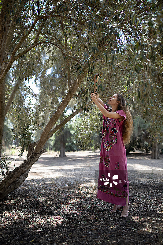 从橄榄树上采摘橄榄的女人图片素材