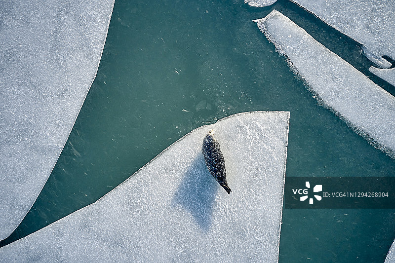 海豹在冰冷的海水附近结冰图片素材