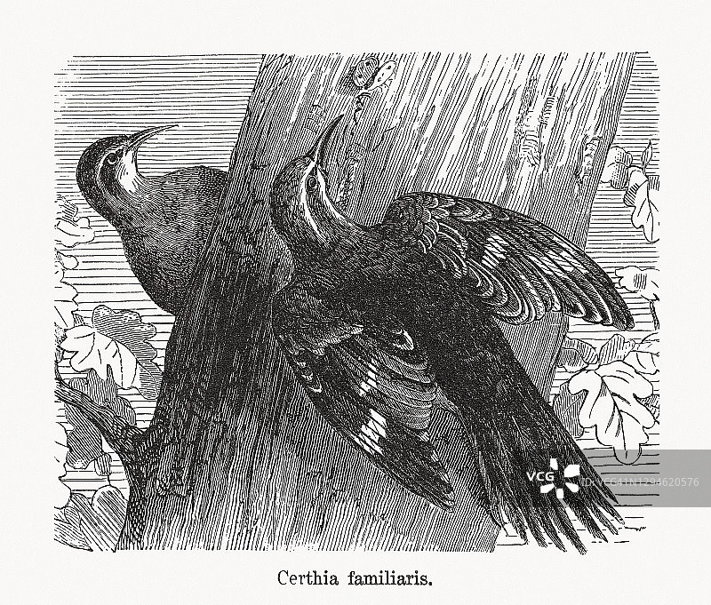欧亚树种，木刻，1893年出版图片素材
