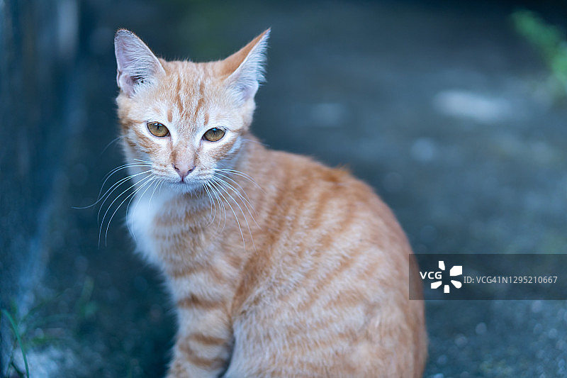 美丽的棕色虎斑猫与棕色眼睛的肖像图片素材