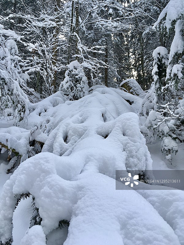冬天冰雪覆盖的巴伐利亚森林图片素材