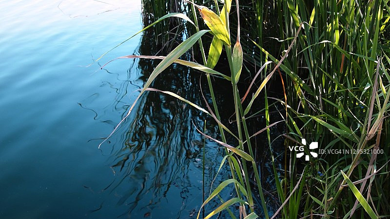 芦苇生长在河边，平静的池塘水背景与复制空间图片素材