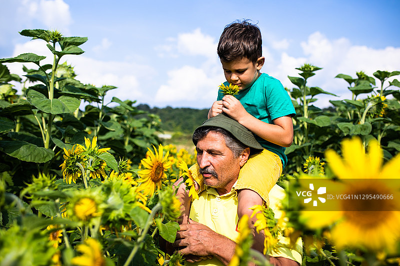 一个可爱的男孩和他的爷爷在向日葵地里图片素材