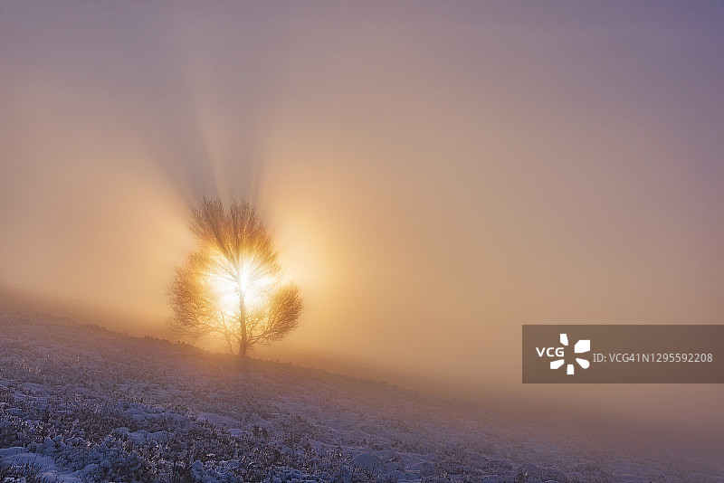 冬季仙境树的生命，峰区。英国图片素材