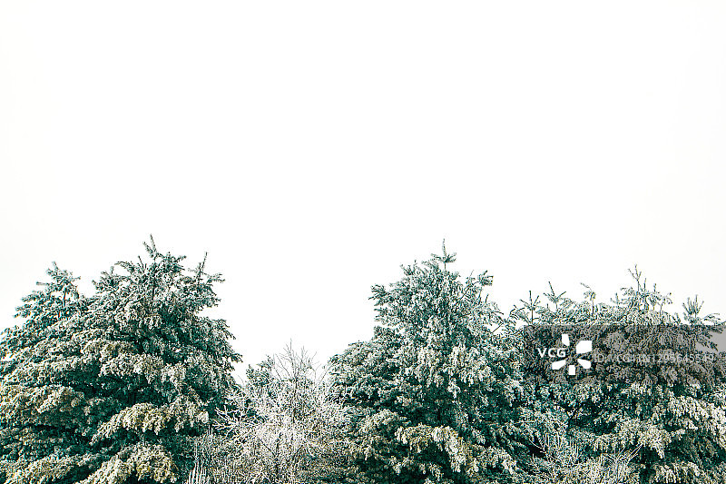 常青树的顶端覆盖着霜冻图片素材