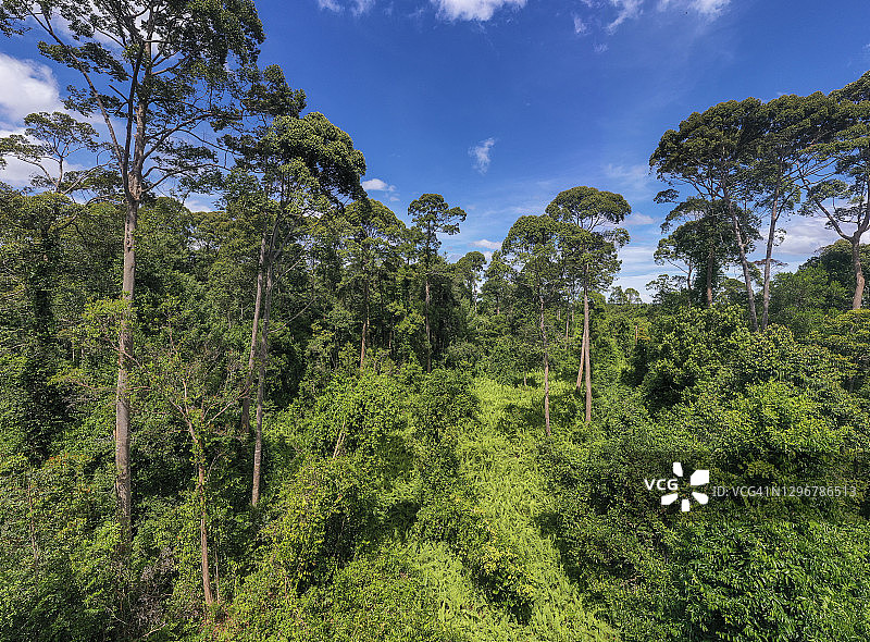雄伟的航拍绿色热带雨林在泥炭沼泽地或泥炭地在马来西亚沙巴博福特。图片素材