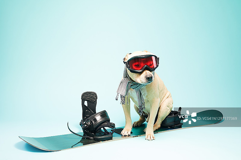狗在滑雪板图片素材