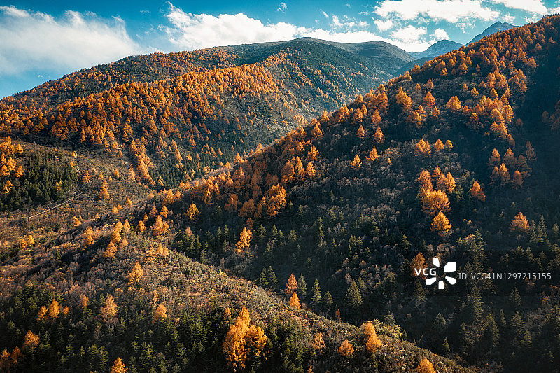 无人机拍摄的山与秋天的黄树图片素材