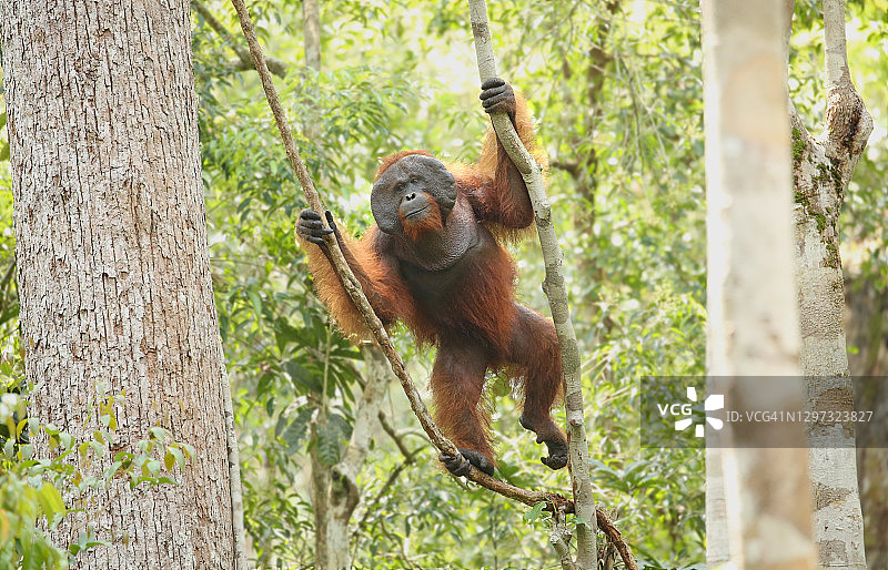 婆罗洲，大型统治雄性猩猩图片素材