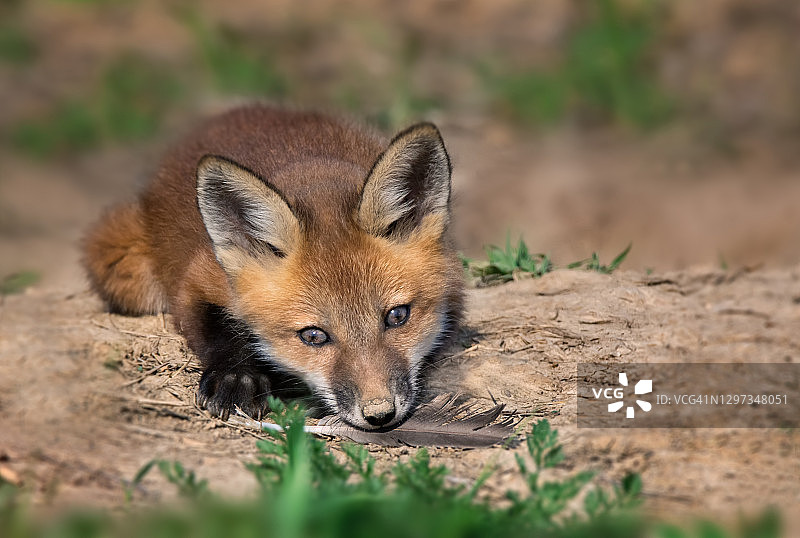 狐狸幼崽和羽毛图片素材