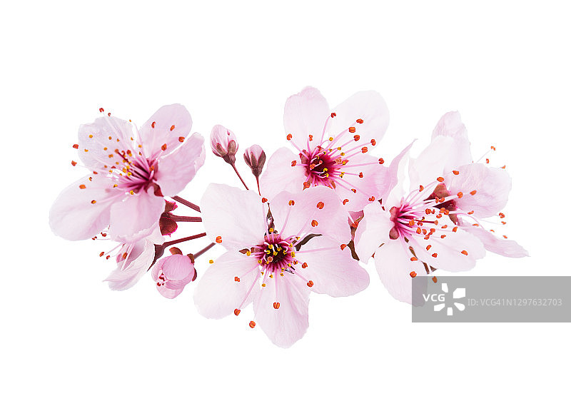近距离的淡粉色樱花(樱花)孤立在白色的背景。图片素材