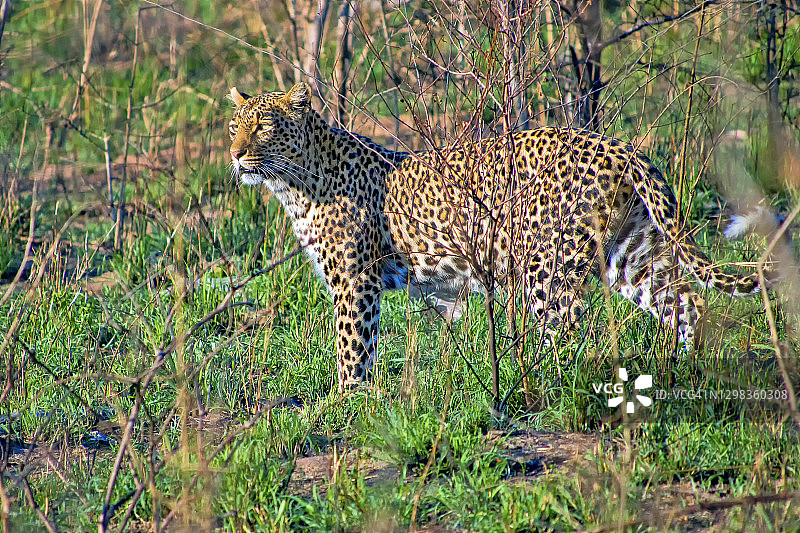 豹，克鲁格国家公园，南非图片素材