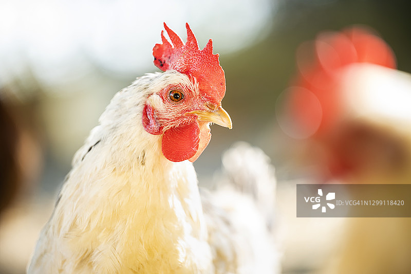 (选择性聚焦)一只母鸡在意大利农场吃草的令人惊叹的特写镜头。一只母鸡的肖像在一个模糊的背景。图片素材