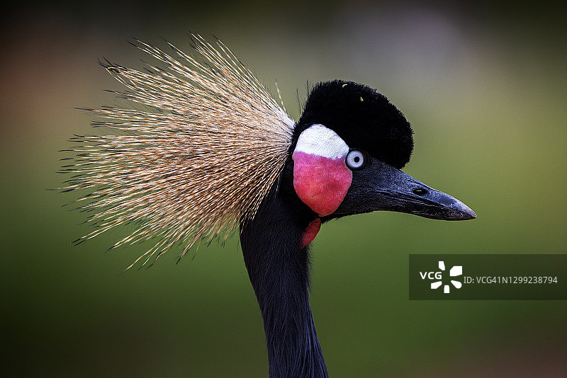 一个令人惊叹的美丽的黑冠鹤看着相机的特写肖像图片素材