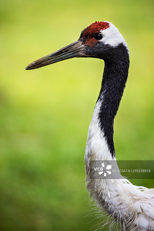 这是一个非常美丽的丹顶鹤的特写图片素材